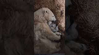 Polar Bear Cubs Update  Adorable! | Toledo Zoo