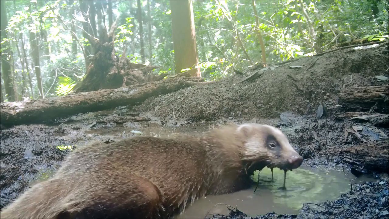 アナグマの特徴と対策について イノホイ オンラインショップ