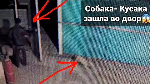 Папа ПОЙМАЛ ли кусаку?😱 Стерилизовали бездомную кошку.