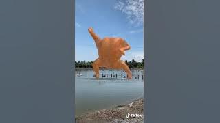 ini tik tok ayam  lucu