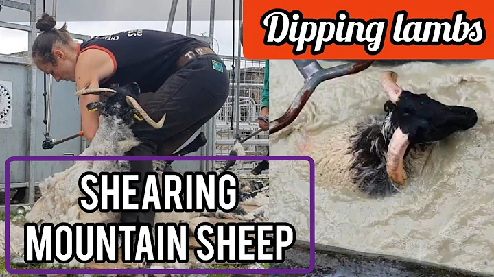 SHEARING MOUNTAIN SHEEP - Dipping lambs for ticks