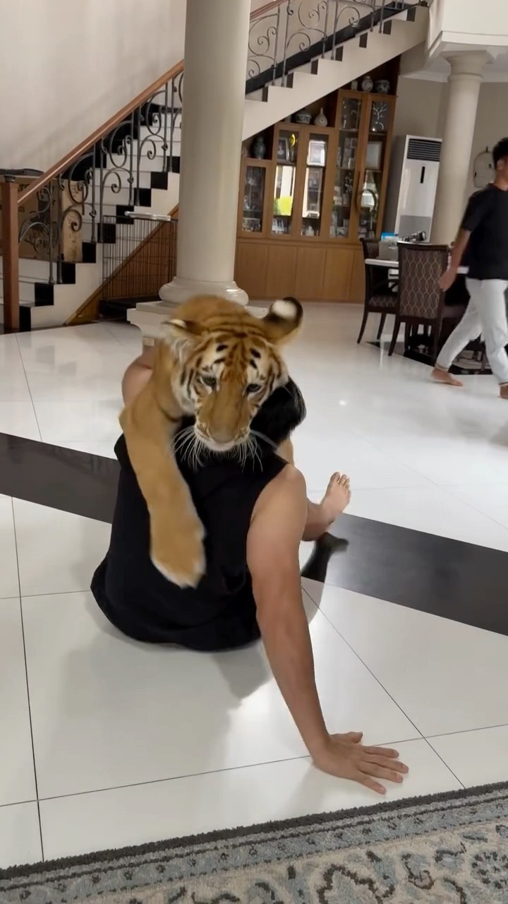 #JasonDeruloTV // ? Tiger Hug #GotPermissionToPost From IG @kenzo_thetiger #JalebiBaby