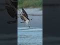 Hungry Osprey catches fish right in front of fishermen!