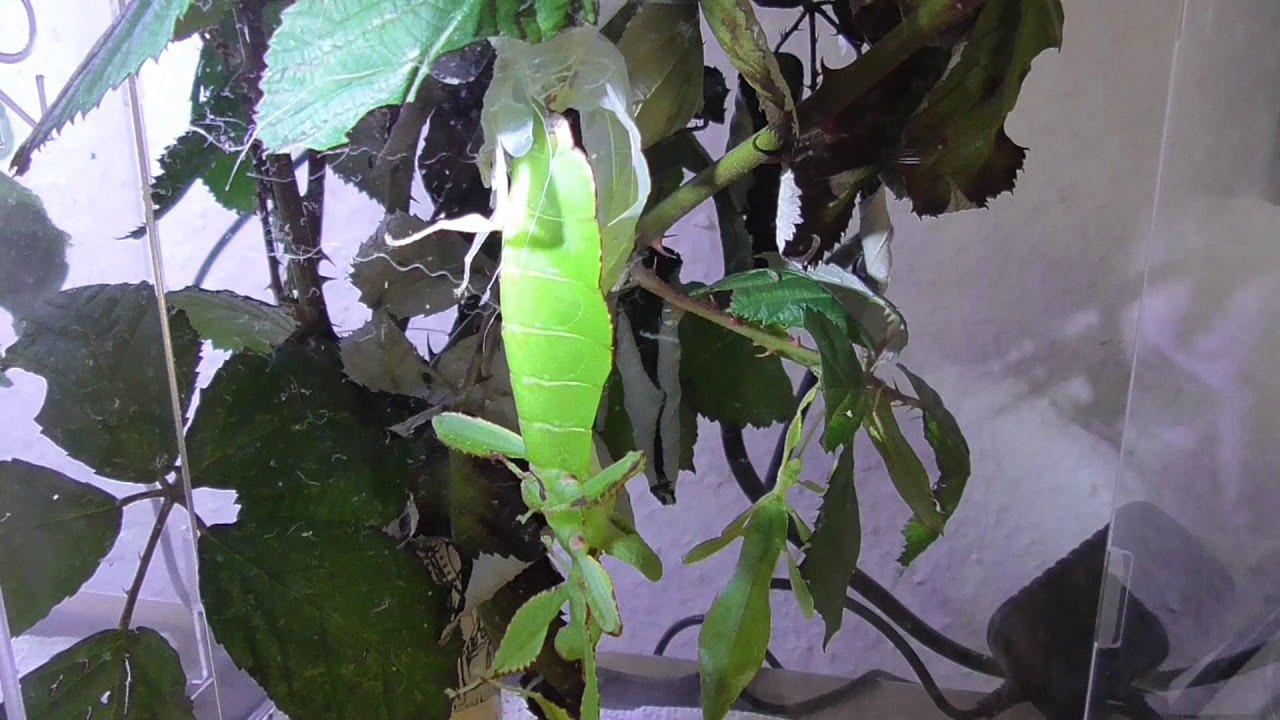 WANDELNDES BLATT-HÄUTUNG "Phyllium philippinicum" WALKING LEAF IS MOLTING (HD)