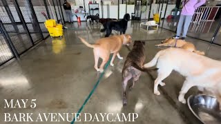 🐾Daycamp on May 5🐾