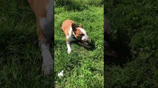 Mini Bull Terrier Chico