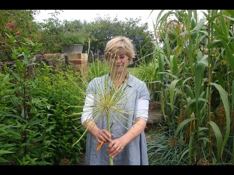 Video: Pestovanie Alliums: Informácie o Allium Care