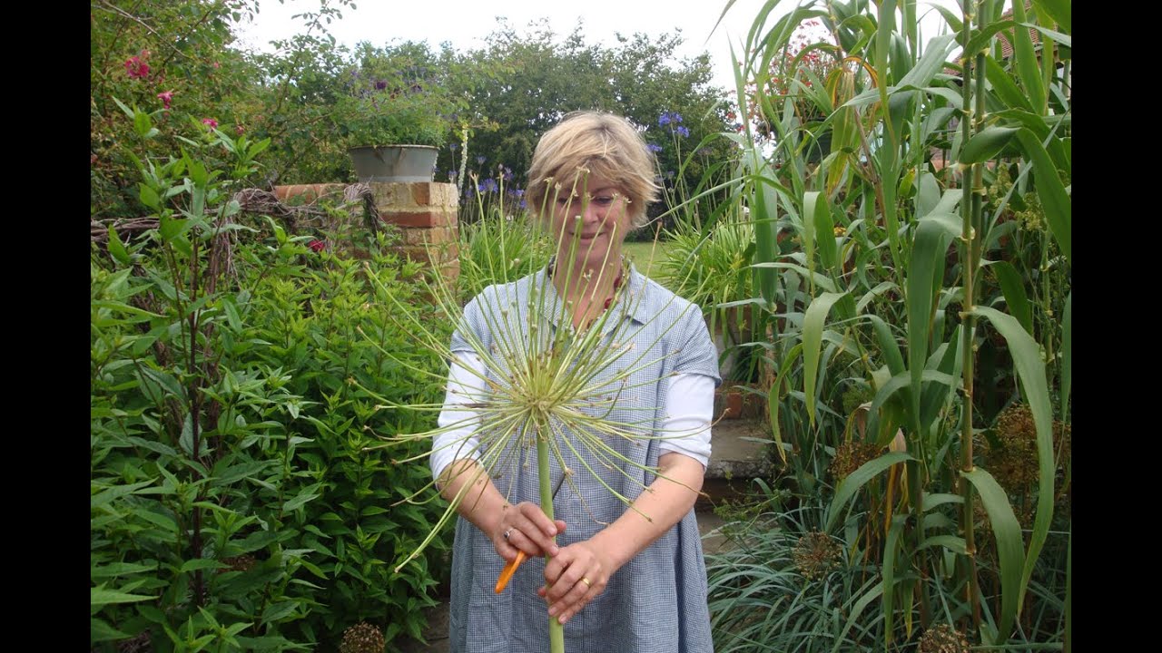 Spray Painting Allium, How to Spray Paint Allium Flowers