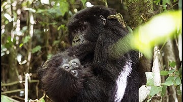 From East to West: Experience Rwanda in Just 3 Minutes | Presented by Visit Rwanda