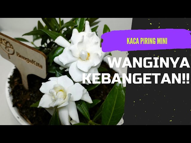 BUNGA KACA PIRING MINI | WANGI BANGET !!! class=