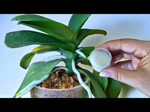 Video: Schlafende Orchideenknospen: Erweckungsmethoden