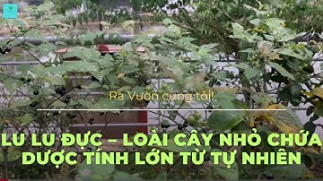 Lu Lu Đực – Loài Cây Nhỏ Chứa Dược Tính Lớn Từ Tự Nhiên