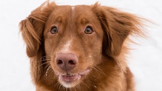 15 Pros and Cons of Owning a Duck Tolling Retriever