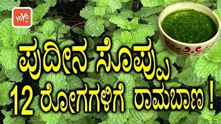 ಪುದೀನ ಸೊಪ್ಪು 12 ರೋಗಗಳಿಗೆ ರಾಮಬಾಣ ! | Amazing Benefits of Pudina Soppu | YOYO TV Kannada Health