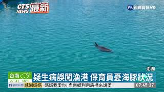 海豚造訪望安潭門港漁民好驚喜| 華視新聞20200511 