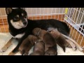 柴犬の５つ子 生後10日　授乳中。。。