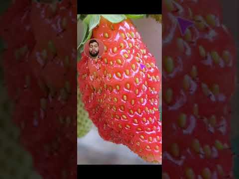 Vídeo: Pseudocarpa é uma fruta?