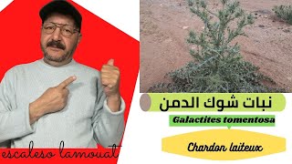 نبات  شوك الدمن- Chardon laiteux-  Galactites tomentosa