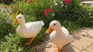 Two Ducks Play, Two Other Ones Nap. (ASMR )