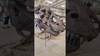 Tyrannosaurus rex specimen at the 2025 Denver Mineral, Fossil, Gem & Jewelry Show