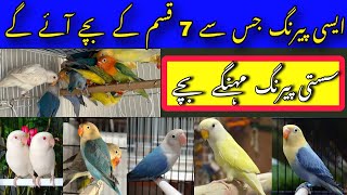 Cheapest Pairing for Higher Mutation | Lovebird | Lovebird Future Pairing | Lovebird Cheapest Pair