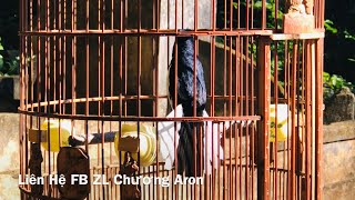 Download Lagu Choè Than Hót Đấu Với Chim Ngoài Tự Nhiên Cực Sung | Chim Hót Miền Trung MP3 Download Lagu Choè Than Hót Đấu Với Chim Ngoài Tự Nhiên Cực Sung | Chim Hót Miền Trung MP3