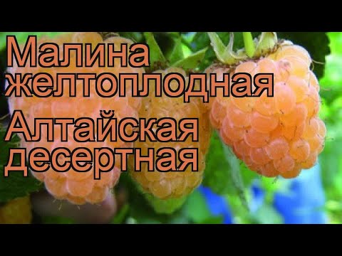 Малина желтоплодная Алтайская десертная ? обзор: как сажать, саженцы малины Алтайская десертная