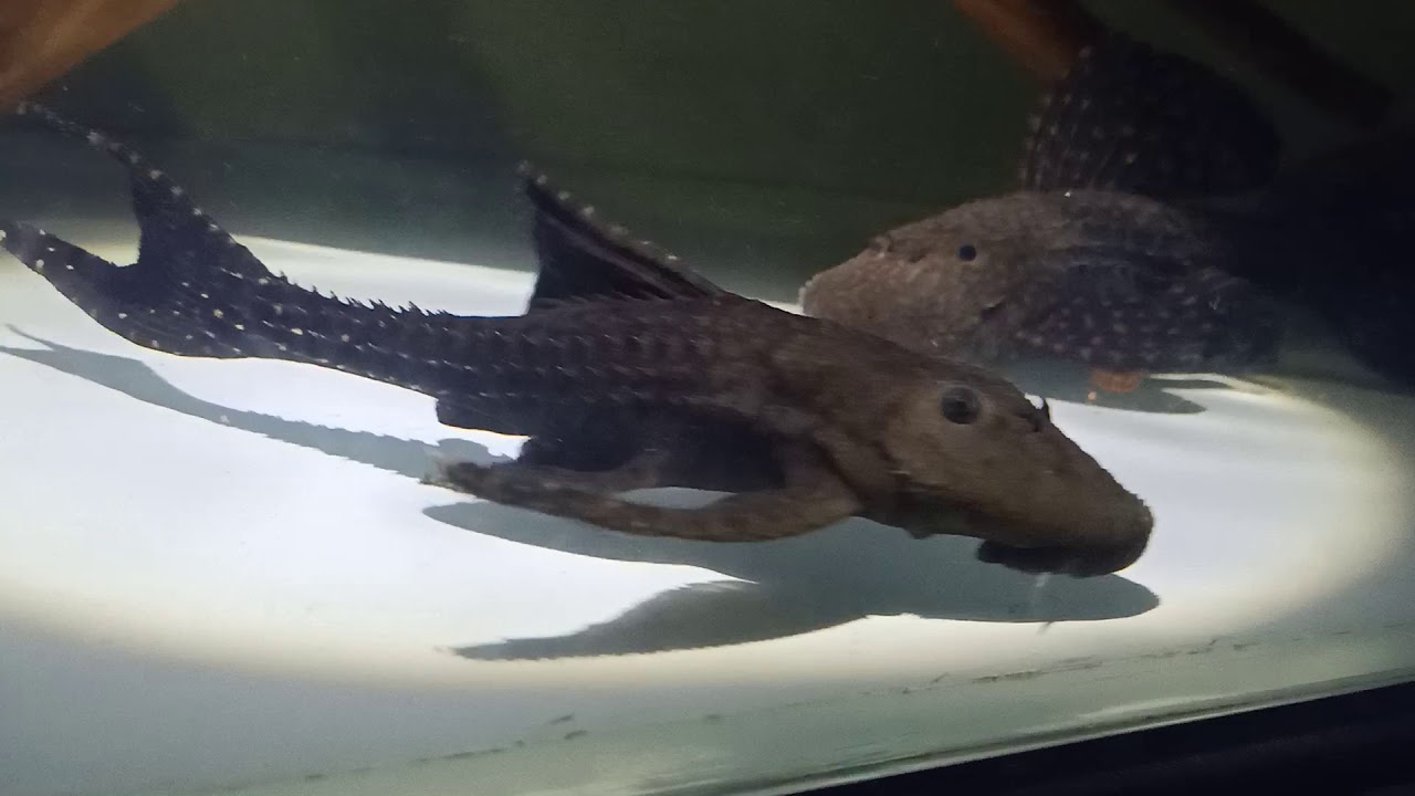 Pleco eating!!!101 YouTube