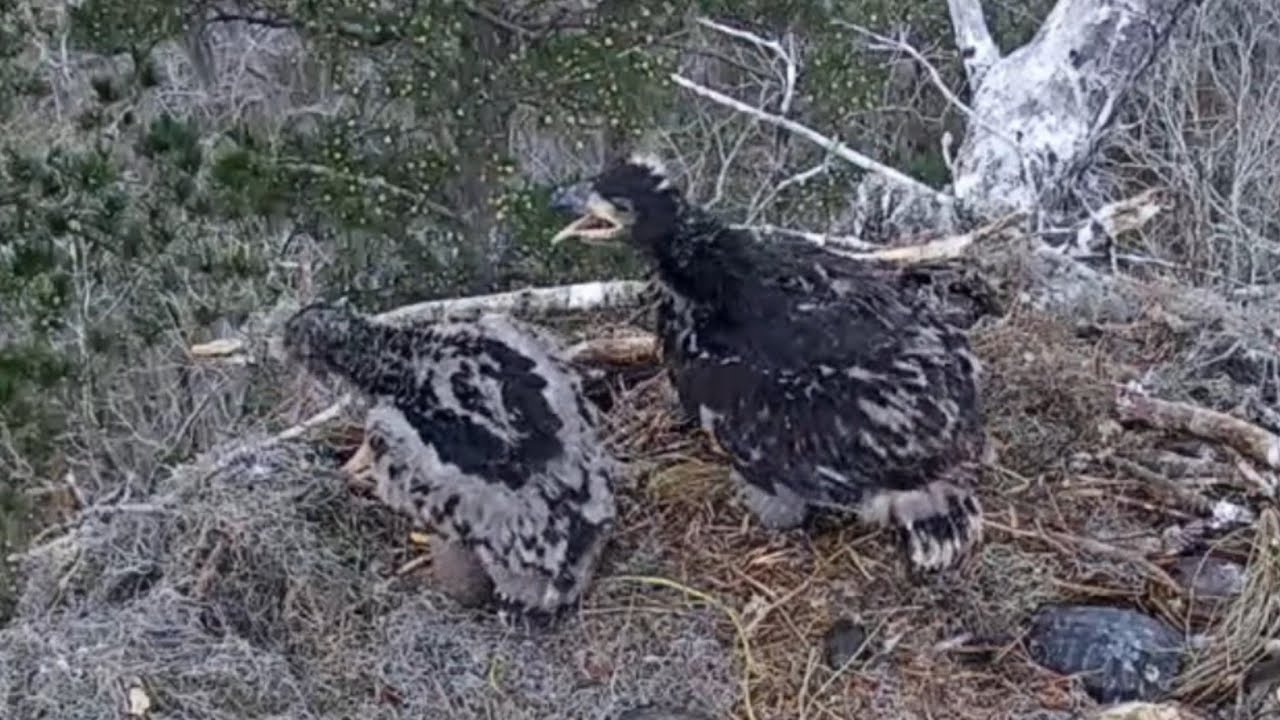 Small eaglet tires to steal fish from Big eaglet | Kisatchie National Forest E-1 | Mar 4, 26