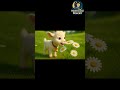 КОЗЕНЯ | Дитяча пісня | Маленький Всесвіт #shorts #піснядлядітей #козеня #маленькийвсесвіт