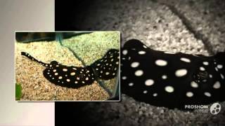 Potamotrygon Leopoldi Aquarium Fish