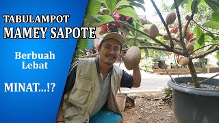 Amazing Agriculture..! Tanaman Buah Mamey Sapote (Sawo Raksasa) Berbuah Lebat dalam POT