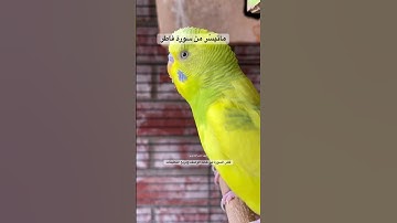 #سورة_فاطر #قرآن #المصحف #محمد_الفقيه #اليمن #اكسبلور #طيور #البادجي #quran #birds #budgies #texas