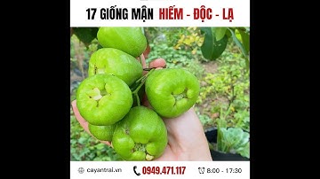 17 giống mận Hiếm - Độc - Lạ, nhiều giống chỉ có tại Hoàng Long Garden