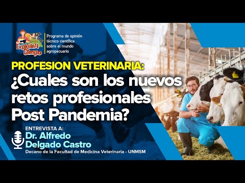 Carreras Para Veterinarios Más Allá De La Práctica Privada