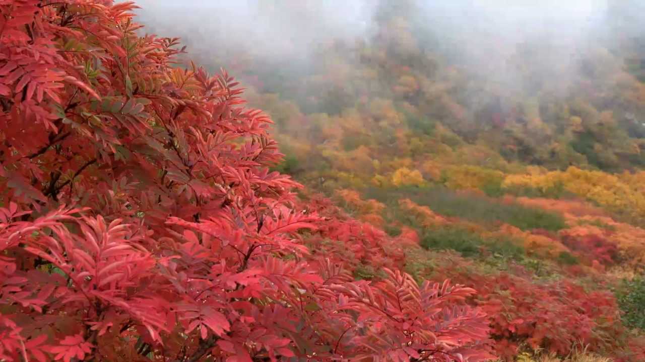 千畳敷カールの紅葉21 見頃時期やスポットは 混雑や服装は 季節お役立ち情報局