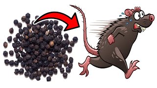 This Simple Substance Gets Rid of MICE \& RATS in SECONDS