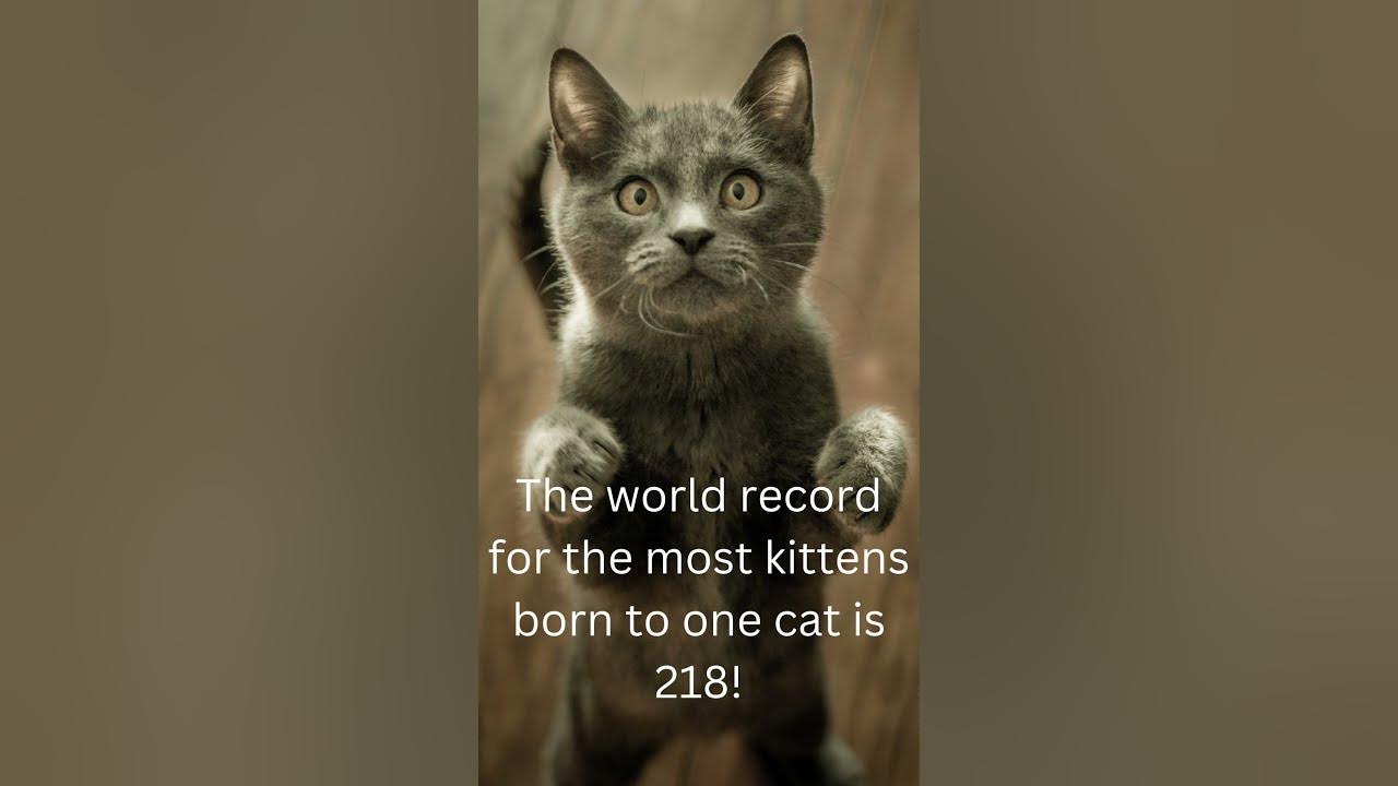 5 facts about Kittens YouTube
