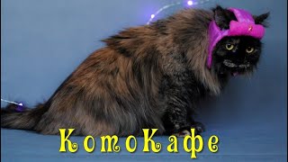 КотоКафе. ФАНЯ. «Ура, друзья, Фанечка уехала в свой собственный дом!» by ФИЛОСОФИЯ ЖИЗНИ 630 views 1 day ago 8 minutes, 25 seconds