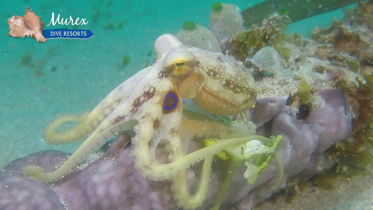 タコの種類 こんなにいるのか世界のタコ かわいい 食用 驚異の知能 ジャングルタイムズ タコの種類 こんなにいるのか世界のタコ かわいい 食用 驚異の知能 ジャングルタイムズ