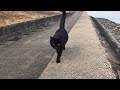 鳴き声も歩み寄る姿も可愛い過ぎるよ!黒猫ちゃん! かわいい猫動画