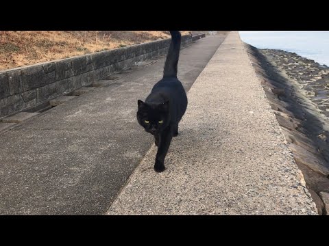 鳴き声も歩み寄る姿も可愛い過ぎるよ！黒猫ちゃん！ かわいい猫動画