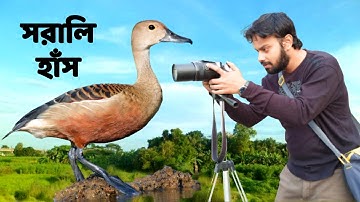 সরালি হাঁস | Lesser Whistling Duck Bird | Documentary | Hans Pakhir Dak @wildindiamit​