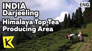 【K】India Travel-Darjeeling[인도 여행-다르질링]인도 최대 차 생산지/Himalaya/Top Tea Producing/Kanchenjunga/Plantation