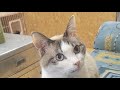 【えっ👀⁉️僕から…⁉️😹】Smile to Heart 【譲渡型保護猫カフェ】ねこまる がライブ配信中!