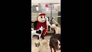 Brutus the Buckeye  comes to All Tails.