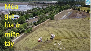 313 | Câu cá rô phi về chiên giòn | Fishing