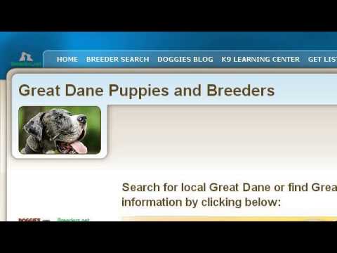 Video: Breeder Great Dane Found Fajtor Për Mizorinë Ndaj Kafshëve