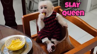 Baby Monkey SUGAR Obedient Takes Care Herself Without Mom