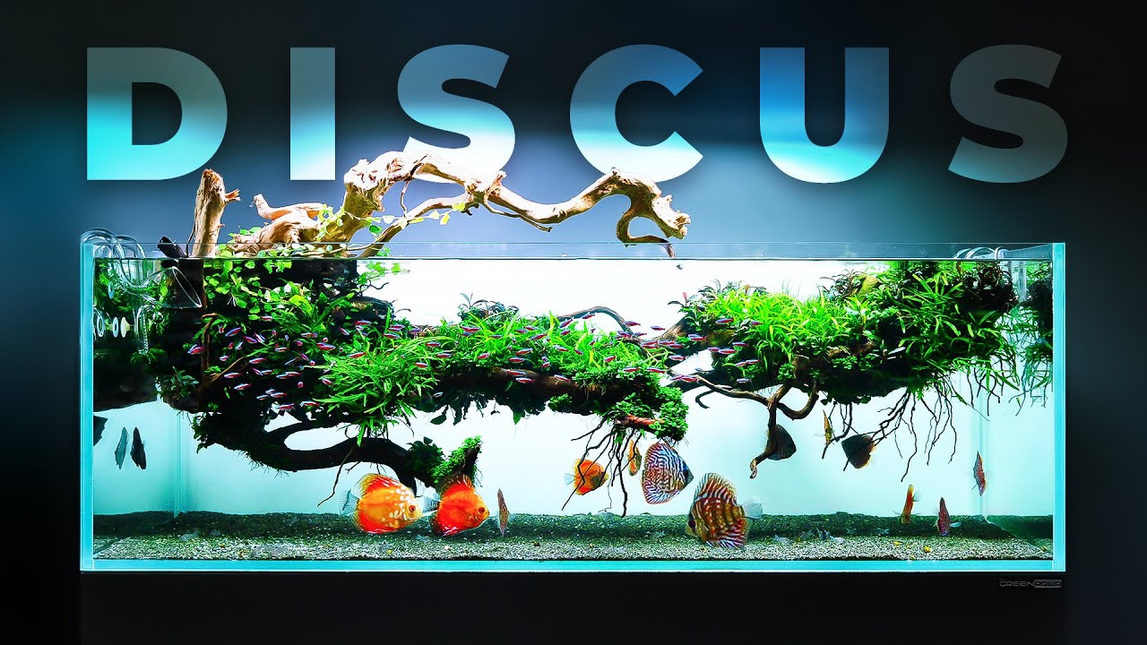 Magical DISCUS Fish Aquarium with Floating Decoration